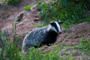 Badger J Harding