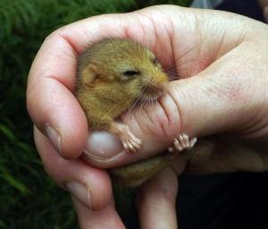 dormouse1