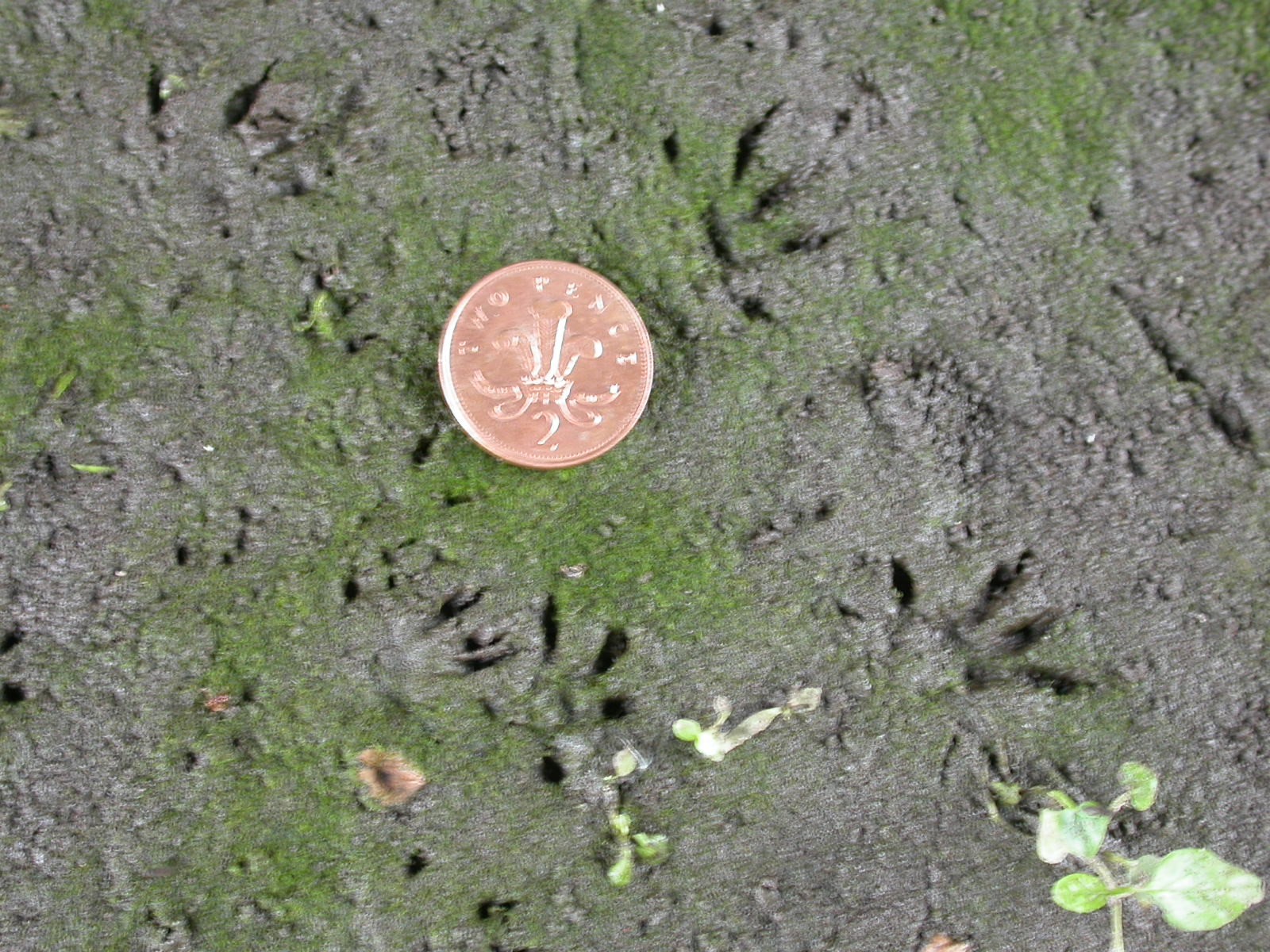 water-vole-prints