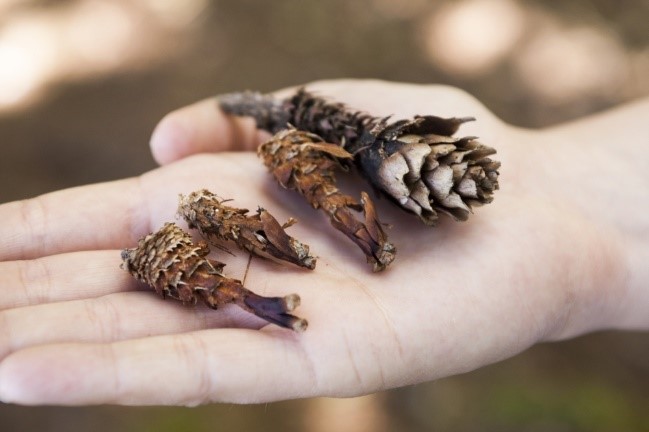 Text Box: 10p coin for scale (approx. 24.5mm diameter)
Prints photo credit:  Mammal Society
