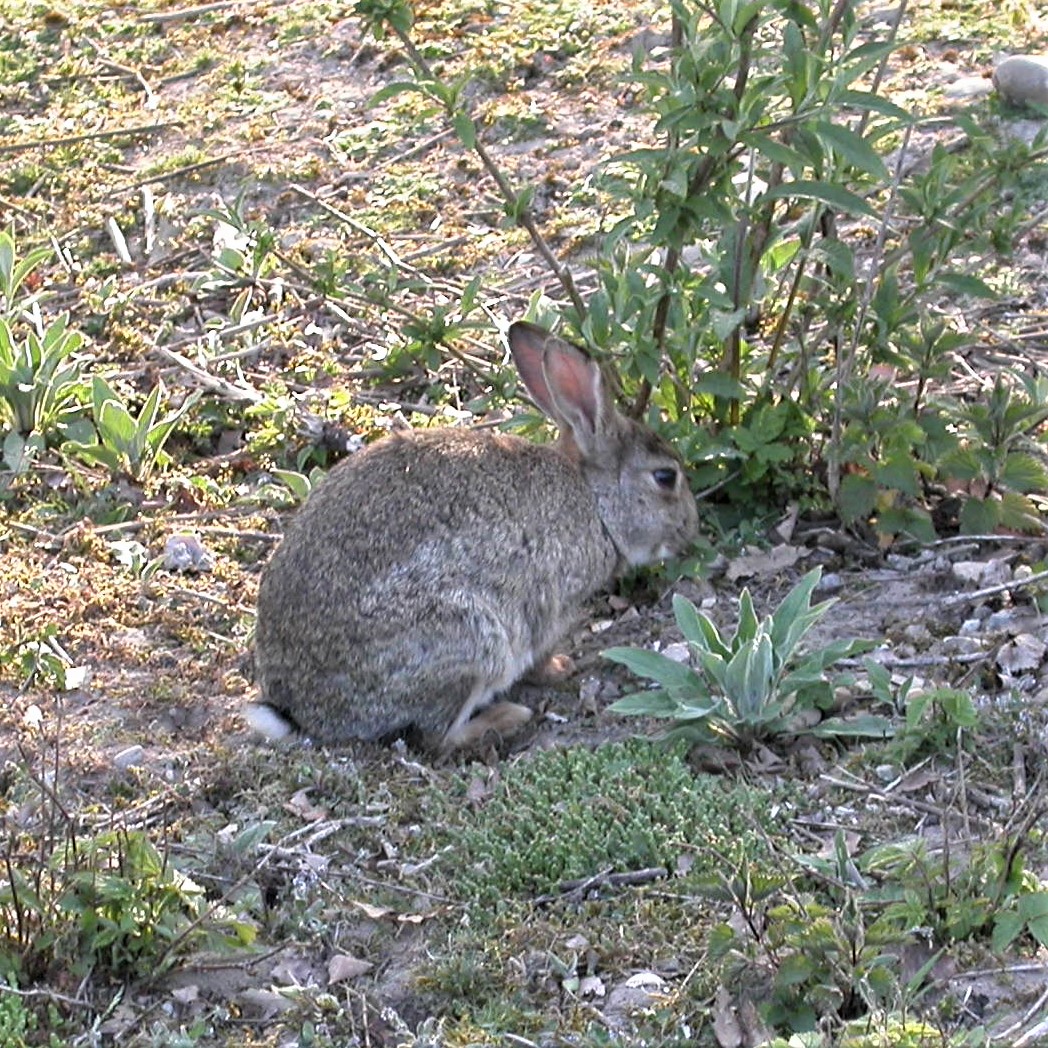 Rabbit – Shropshire Mammal Group