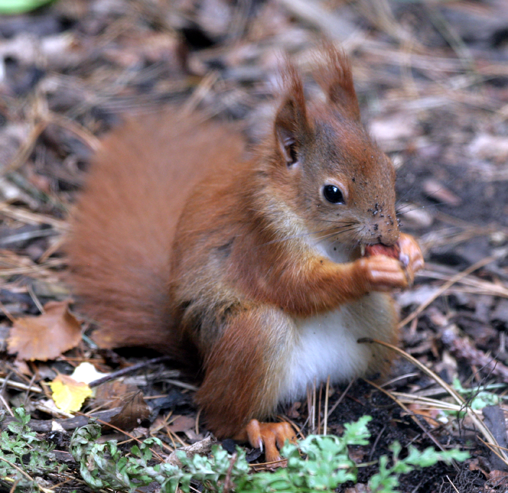 Red Squirrel – Shropshire Mammal Group, image size:1000x970